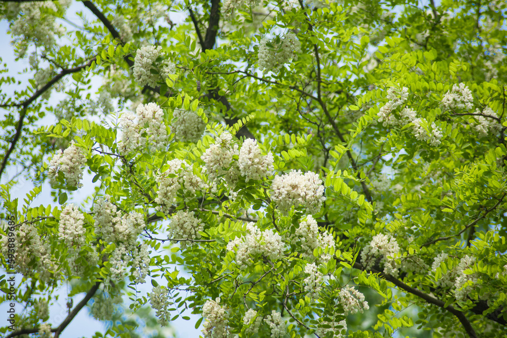 Acacia tree flowers blooming in the spring. Acacia flowers branch with green background. Acacia tree flowers blooming in the spring. Acacia flowers branch with green background.