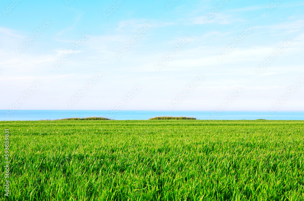 panorama rilassante con campo di erba mare cielo e nuvole, ideale per sfondo da riempire