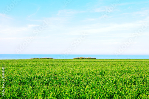 panorama rilassante con campo di erba mare cielo e nuvole  ideale per sfondo da riempire