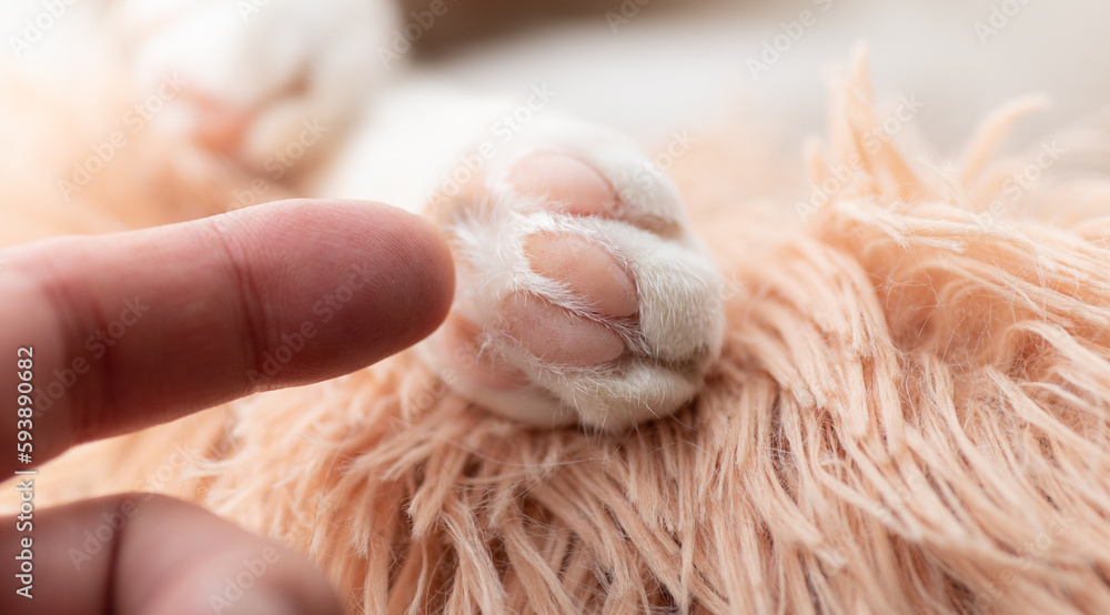 猫の手と人の手