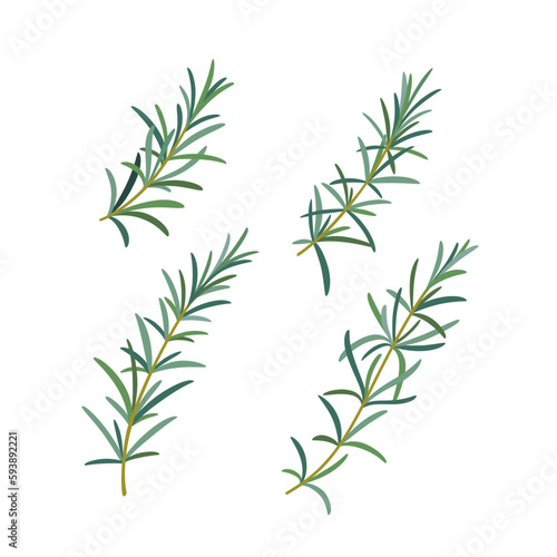 Branch of rosemary. Contour vector illustration.