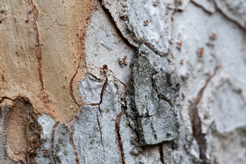 Tree bark texture pattern, old maple wood trunk as background. Dry tree bark texture and background, nature concept.Ginkgo, cherry and zelkova tree trunks.Bark covered with green moss. Stone wall. Tree bark texture pattern, old maple wood trunk as background. Dry tree bark texture and background, nature concept.Ginkgo, cherry and zelkova tree trunks.Bark covered with green moss. Stone wall.