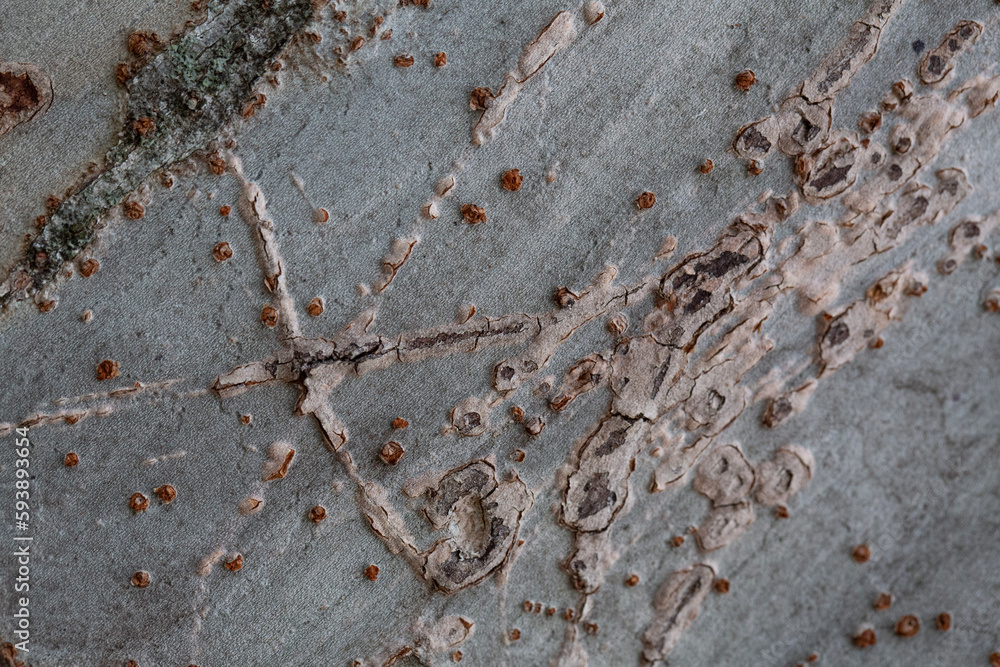 Tree bark texture pattern, old maple wood trunk as background. Dry tree ...