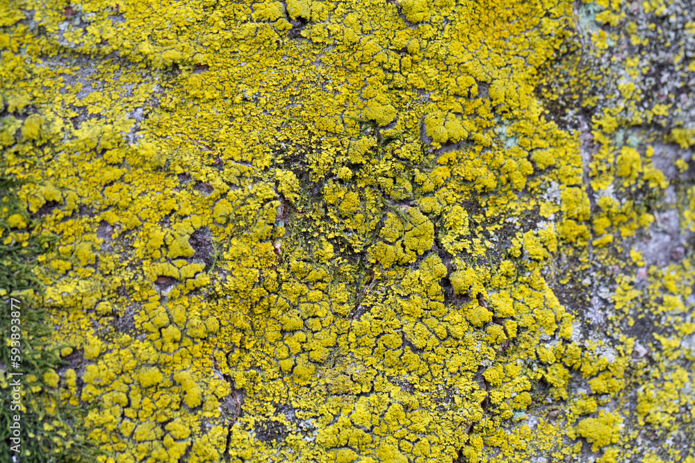 Tree bark texture pattern, old maple wood trunk as background. Dry tree bark texture and background, nature concept.Ginkgo, cherry and zelkova tree trunks. Bark covered with moss.
Tree bark texture pattern, old maple wood trunk as background. Dry tree bark texture and background, nature concept.Ginkgo, cherry and zelkova tree trunks. Bark covered with moss.