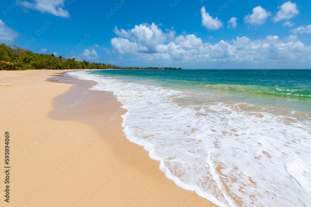 Fototapeta premium “Grand Anse des Salines“ is a popular beach on tropical island Martinique in the Caribbean sea. White sandy beach with palm trees, turquoise water and surf near Saint Anne in french holiday paradise.