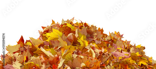 Pile of autumn colored leaves isolated on transparent background. Colorful foliage of maple leaves in the fall season. 3D