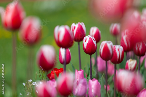 Beautiful red white spring season tulip flowers with green background.