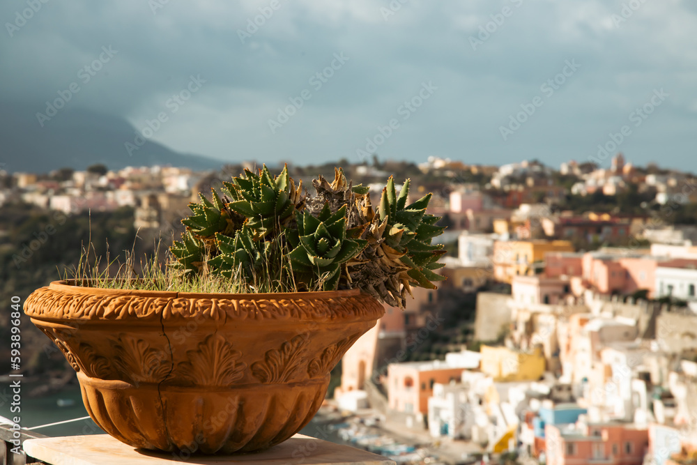 Mediterranean cactus on the old italian houses in Procida island, Italy