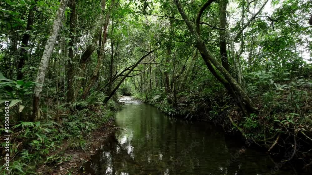 Drone follows a creek while flying under overhanging trees, capturing unique footage of the surrounding environment. Drone follows a creek while flying under overhanging trees, capturing unique footage of the surrounding environment.