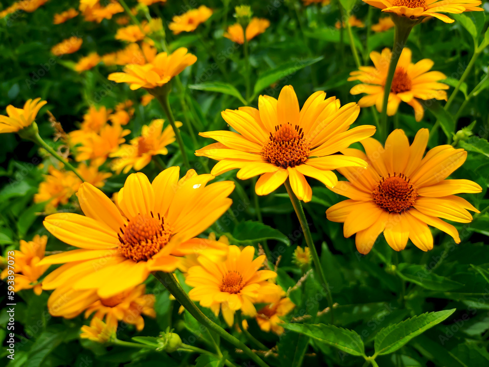 Glade of orange flowers Calendula officinalis Glade of orange flowers Calendula officinalis
