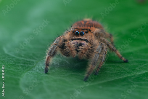 Jumping Spider, Phidippus regius on a leaf