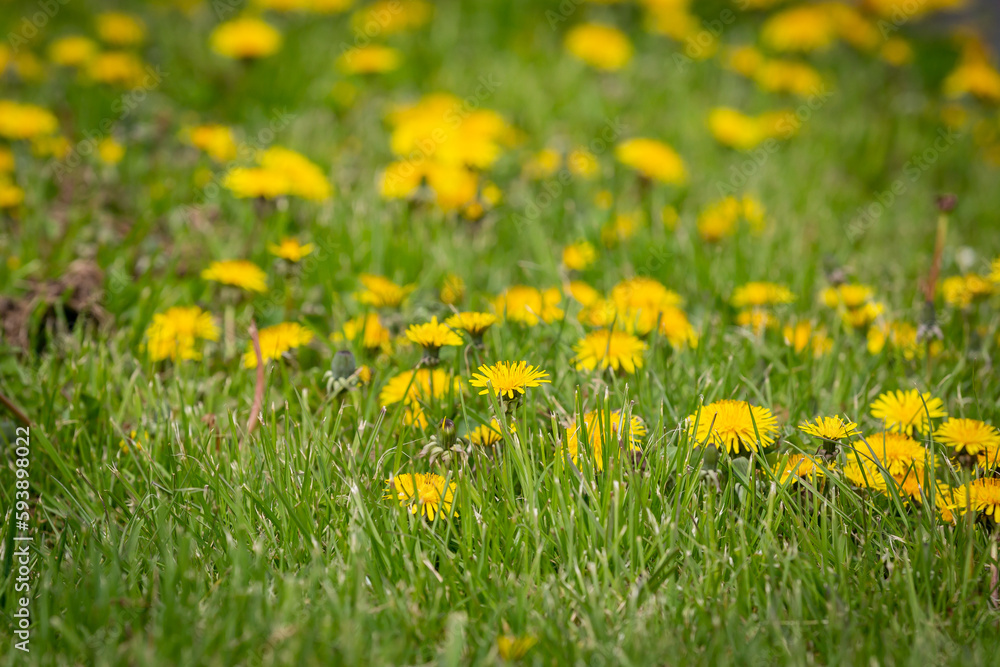 An abundance of dandelions blooming in a lawn, with selective focus An abundance of dandelions blooming in a lawn, with selective focus
