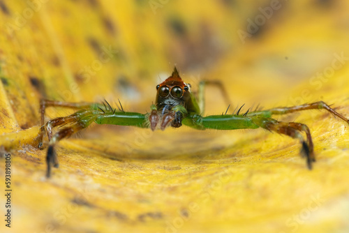 The green jumping spider, Mopsus mormon is a spider species of the family Salticidae, jumping spiders on a leaf photo