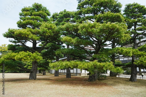 Pine Tree of Japanese Garden at Ritsurin Garden Park in Takamatsu, Kagawa, Japan - 日本 香川 高松 栗林公園 日本庭園 松