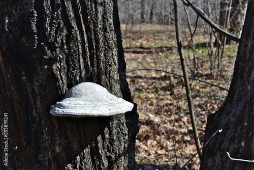 A tree with a white mushroom on it isolated on tree trunk, close-up