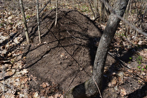 A tree stump is in the woods with anthill isolated in the shadow 