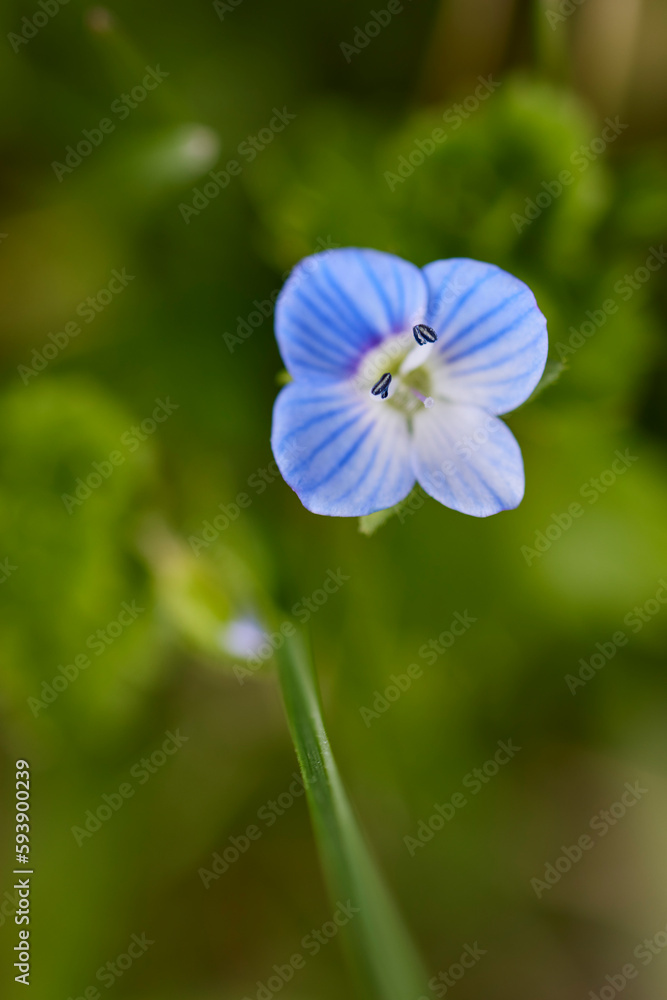 close up with beautiful flowers from the park in a blurred background close up with beautiful flowers from the park in a blurred background