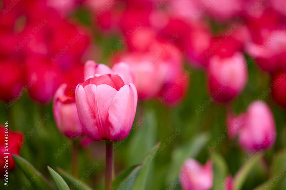 the beautiful image with the tulip in the park