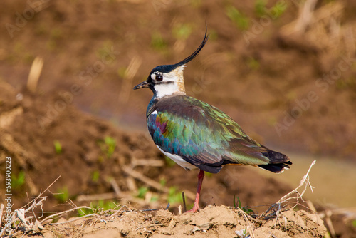 Northern lapwing (Vanellus vanellus) standing tall and watching over its territory photo