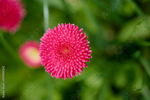 close up with beautiful flowers from the park in a blurred background