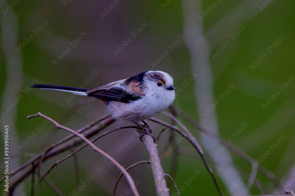 Obraz premium Long tail tit perched on a branch outdoor