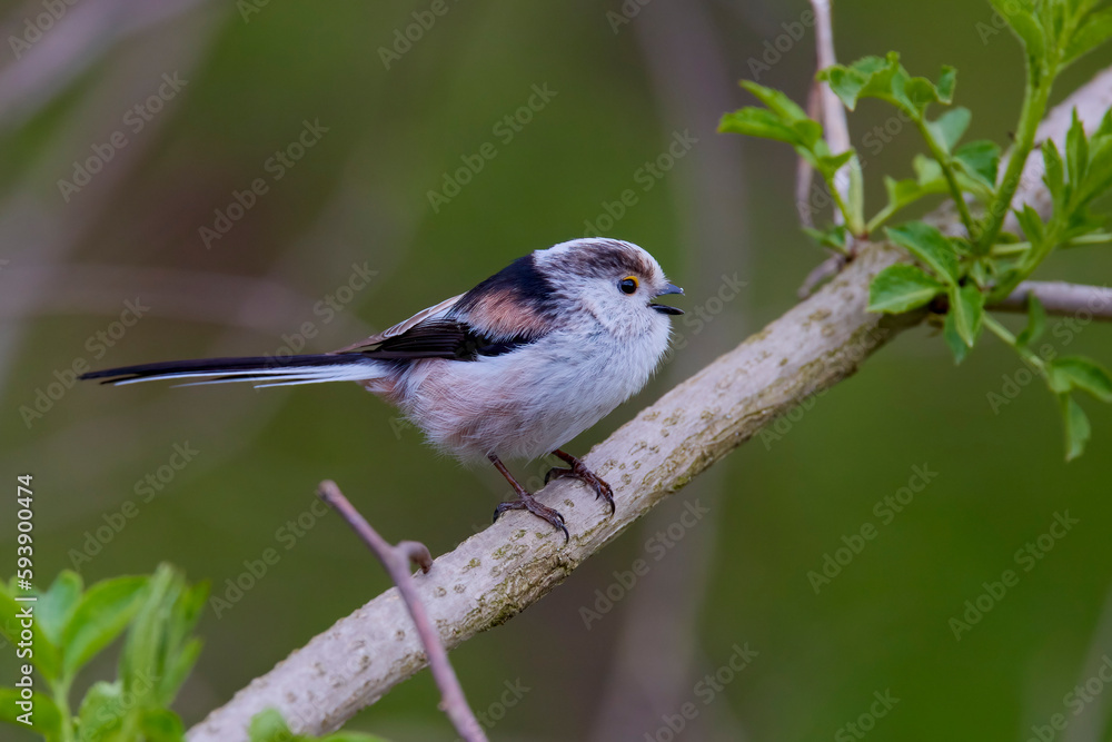 Long tail tit perched on a branch outdoor