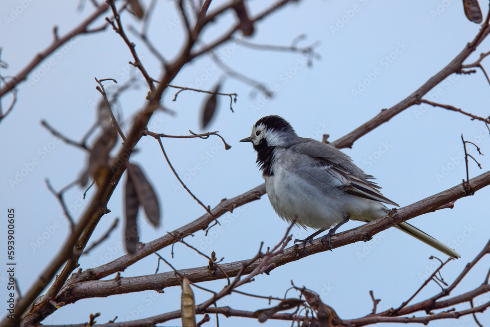 Closeup of a White Wagtail (Motacilla alba) A bird with white, gray and black feathers