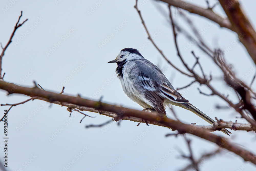 Closeup of a White Wagtail (Motacilla alba) A bird with white, gray and black feathers Closeup of a White Wagtail (Motacilla alba) A bird with white, gray and black feathers