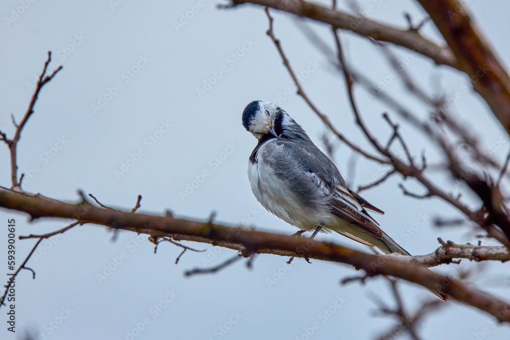 Closeup of a White Wagtail (Motacilla alba) A bird with white, gray and black feathers Closeup of a White Wagtail (Motacilla alba) A bird with white, gray and black feathers