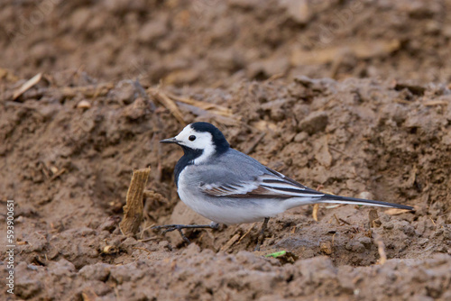 Closeup of a White Wagtail (Motacilla alba) A bird with white, gray and black feathers