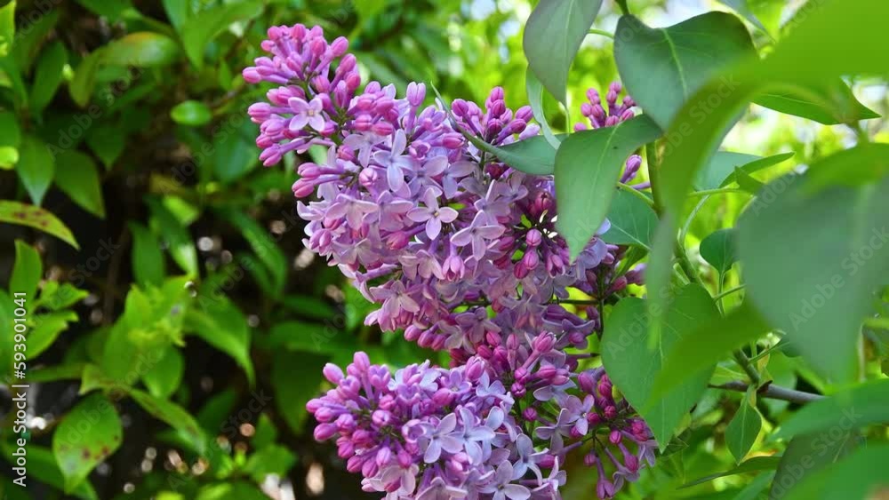 Purple Lilac Flowers during the spring season Purple Lilac Flowers during the spring season