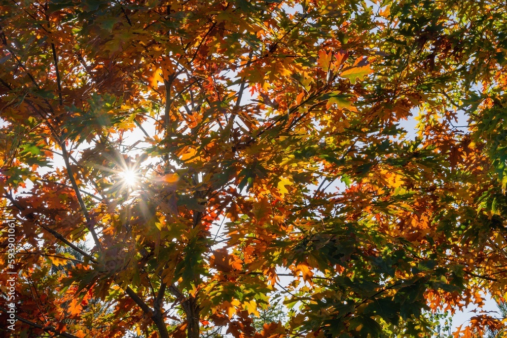 Colorful autumn leaves on trees with Sun star lighting it