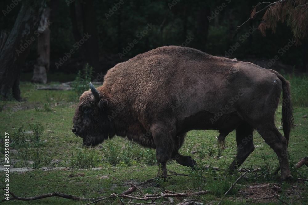 European bison (Bison bonasus) walking in a forest European bison (Bison bonasus) walking in a forest