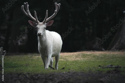 Fototapeta Naklejka Na Ścianę i Meble -  Graceful white Reindeer (Rangifer tarandus) walking in the wild
