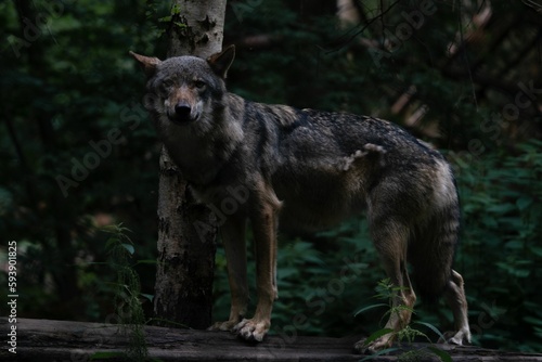 Eurasian wolf (Canis lupus lupus) standing on wood looking forward in a forest © Svenlehenberger/Wirestock Creators