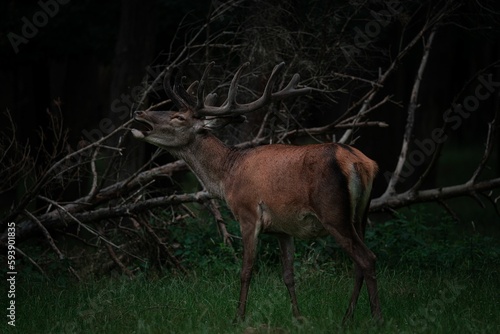 Fototapeta Naklejka Na Ścianę i Meble -  Red deer (Cervus elaphus) making loud noises in the wild