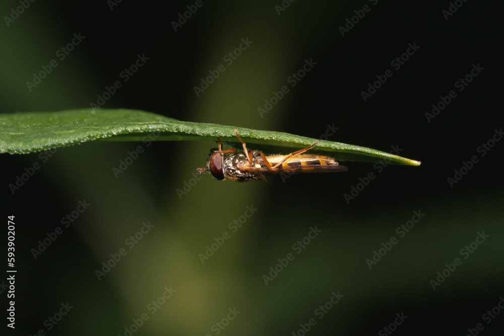 Close up of a Platycheirus crawling on a leaf, isolated on blurred background Close up of a Platycheirus crawling on a leaf, isolated on blurred background