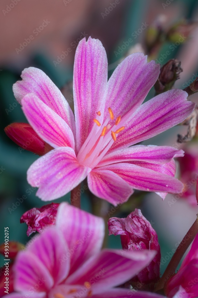 Fototapeta premium Close up of a bright Bitterroot flower on a blurred background