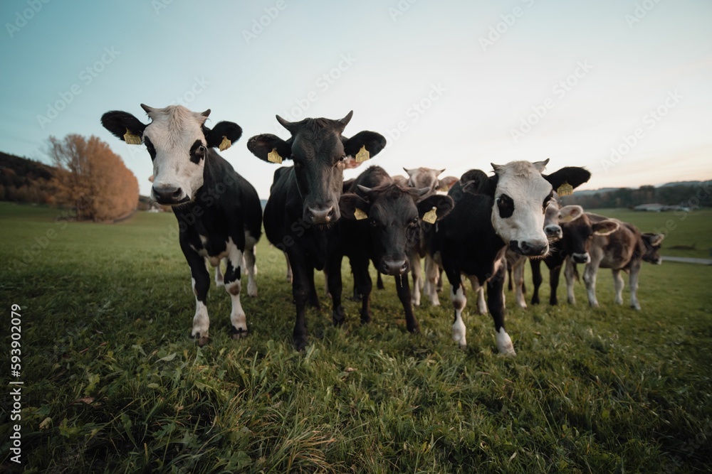 Herd of curious Dairy cattle (Bos taurus) walking towards the camera in a field