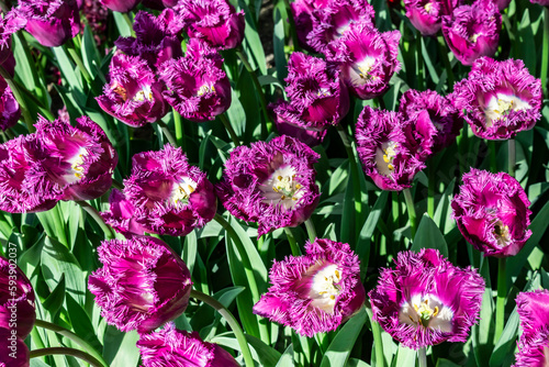 Spring floral background with purple tulips. Beautiful varietal lilac fringed tulips close-up. 
