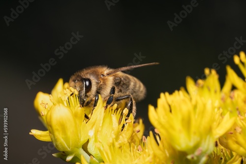 Close up of a Carniolan honey bee (Apis mellifera carnica) collecting nectar from a yellow flower