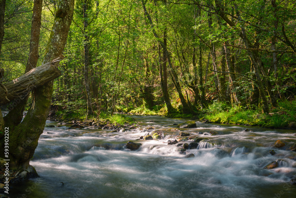 A shallow river runs through an oak forest A shallow river runs through an oak forest