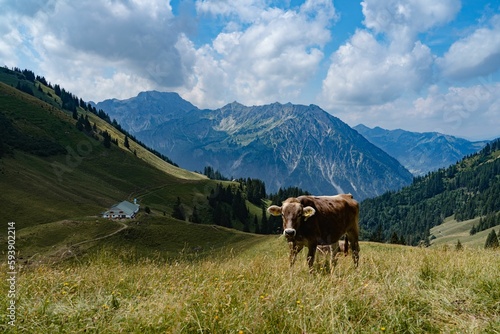 Cute brown cow grazing in a green valley with the Bavarian Alps in the background
