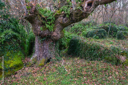 Принти на полотні Ferns and moss live in symbiosis with centenary chestnut trees