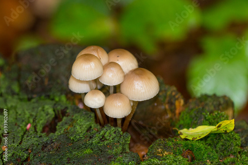Pilz auf einem Baumstamm. Gruppe von Helmling Pilze im Wald. Mycena oder Buntstieliger Helmling. Vorkommen in Europa, Nord Amerika, Afrika und Asien.