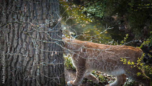 Photography Luchs, Wildtier, Großkatze, Katze, Tier, Luchs mit Beute