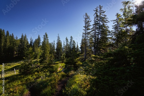 Fototapeta Naklejka Na Ścianę i Meble -  Beautiful green forest on a sunny day with a blue sky in the background
