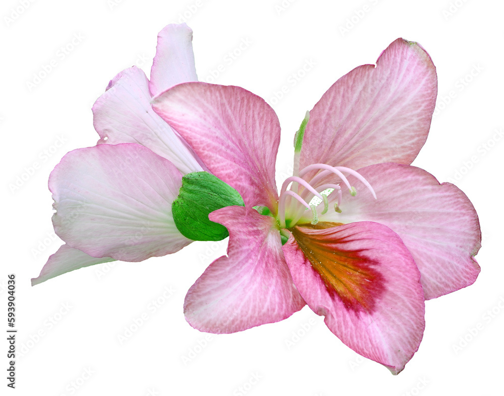 pink orchid isolated on clear background