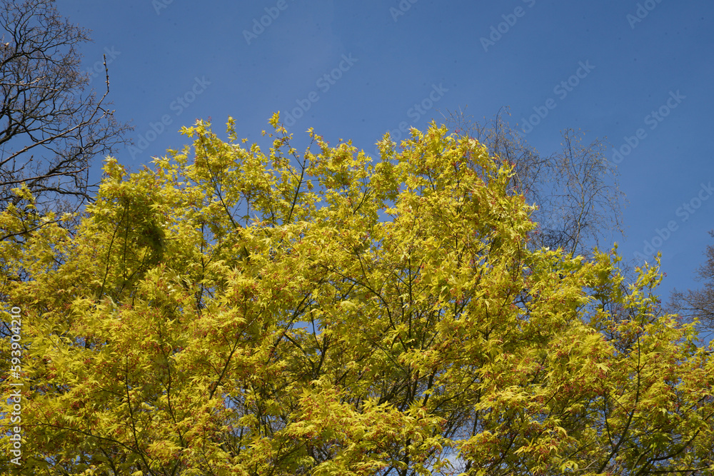 Fototapeta premium flowers and sky