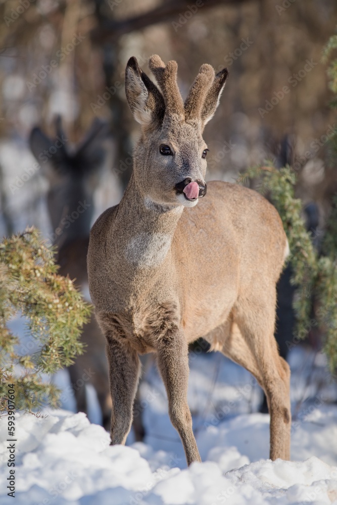 Roe buck (Capreolus capreolus) with velvet antlers licking his muzzle whilst standing in the snowy forest on a cold winter day. Another roe buck stand Roe buck (Capreolus capreolus) with velvet antlers licking his muzzle whilst standing in the snowy forest on a cold winter day. Another roe buck stand
